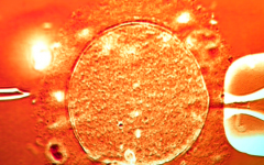 海軍軍助孕機(jī)構(gòu)學(xué)第一附屬醫(yī)院試管嬰兒費(fèi)用