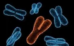 y染色體微缺失能做試管嗎