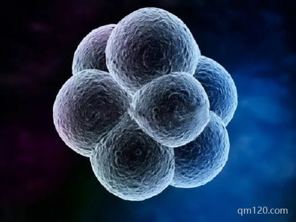 為什么試管要攢夠4個(gè)胚胎