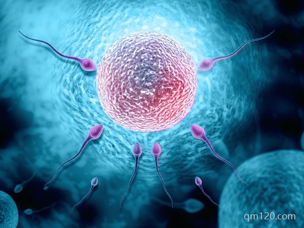 短方案試管步驟和時間