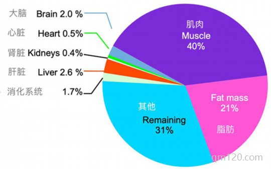 基礎(chǔ)代謝率