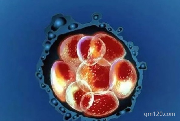 三級胚胎移植成功案例