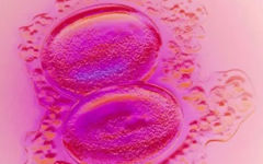 河北生育科研院試管嬰兒一共多少