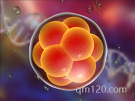 移植胚胎后如何提高著床成功率