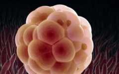 信陽市中心醫(yī)院試管嬰兒費(fèi)用