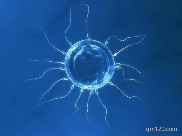 試管促排卵后幾小時(shí)和精子結(jié)合