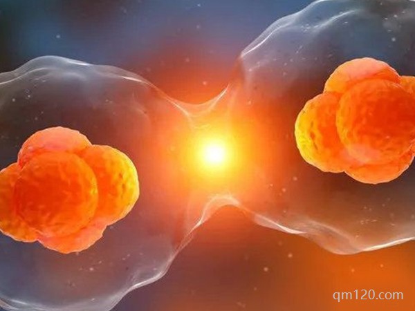 養(yǎng)囊取決于精子還是卵子