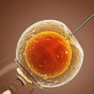 卵子保存復(fù)蘇成功率