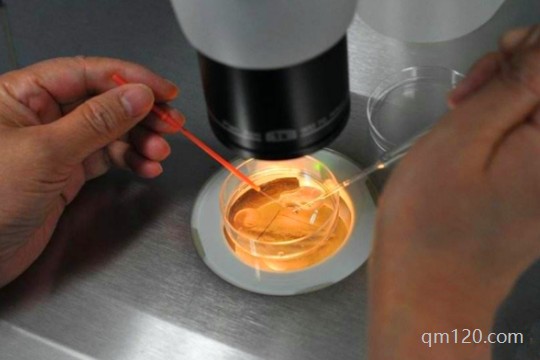 解凍胚胎需要多少錢