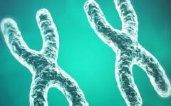 如何去泰國做試管嬰兒