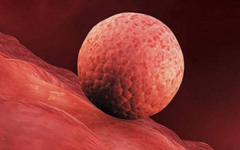 X連鎖隱性遺傳能做試管嗎