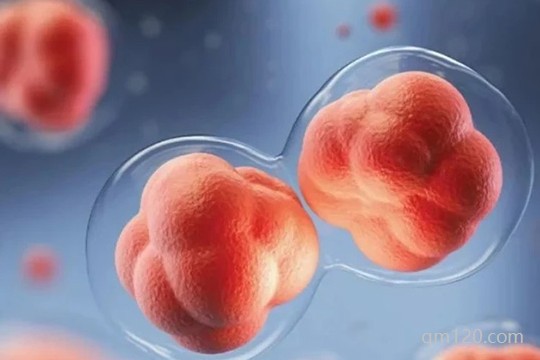 為什么優(yōu)胚養(yǎng)囊會養(yǎng)死