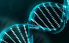 泰國嗣道的成功率高嗎