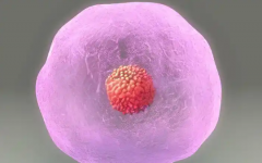 卵子質(zhì)量差能做試管嬰兒嗎