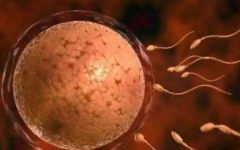 精卵不結(jié)合可以做試管嗎