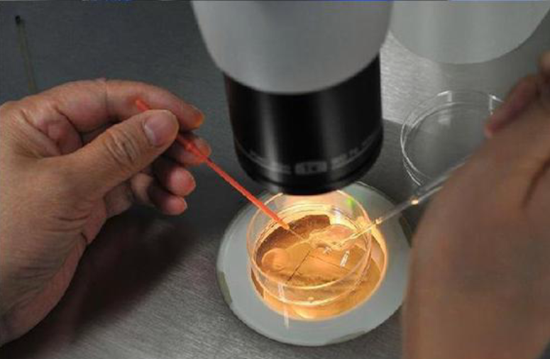 受精與胚胎培養(yǎng)