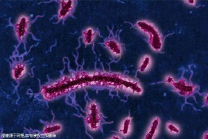 圓頭精子癥做試管成功率如何-圓頭的最佳治療效果！