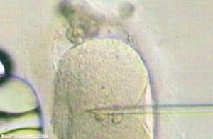 2026年未婚可以去三門峽做三代試管助孕生孩子嗎？成功率是不是很高