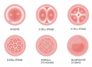 哈薩克斯坦試管嬰兒葉酸補(bǔ)充，如何助力阿斯塔納女性提高受孕成功率？