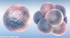 上海第三代試管嬰兒費用多少？第三代試管嬰兒適應(yīng)癥有哪些？