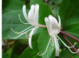 秋季預防寶寶上火的方法有哪些