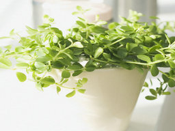 小兒感冒用藥有哪些注意事項