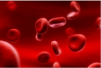 紅源達(dá)的價格是多少