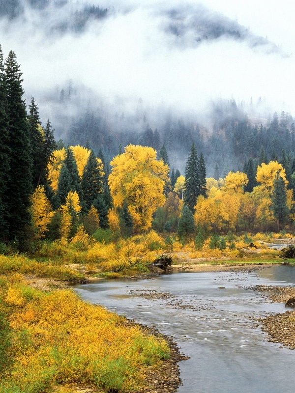 大阪細(xì)胞自噬療法：一種新興的健康趨勢